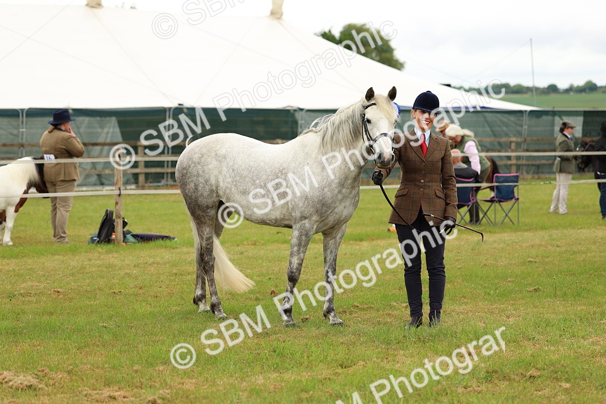 SBM_04250 - Class 64-67 - Shetland Pony In Hand