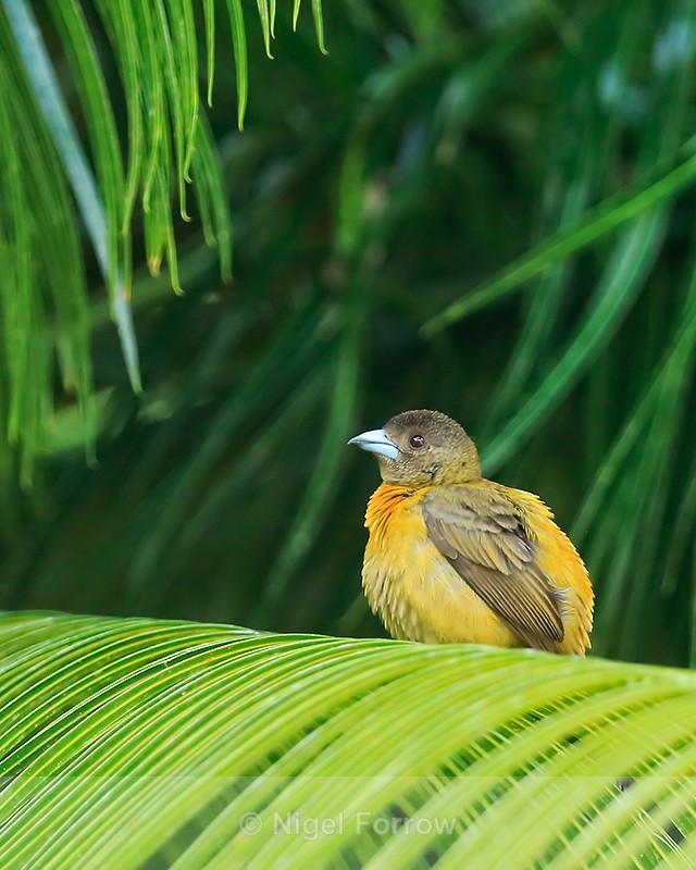 Cherrie's Tanager (female), Osa Peninsula, Costa Rica - Cherrie's Tanager