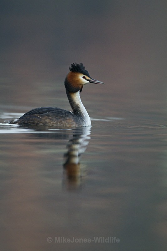 GREAT CRESTED GREBES ref Grebe 4 - GREAT CRESTED GREBES