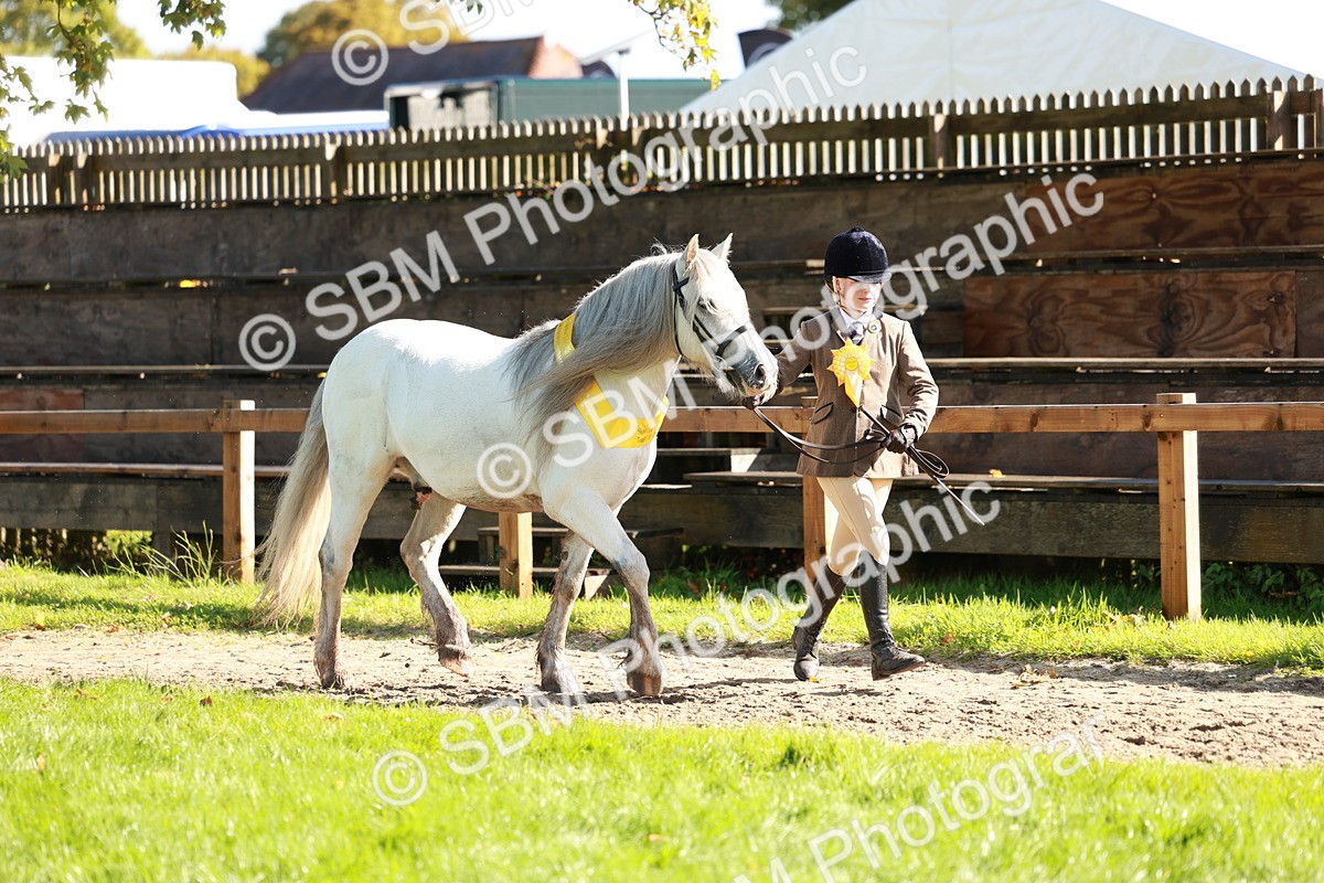 SBM_42119 - S32 - Mountain & Moorland Working Hunter Pony