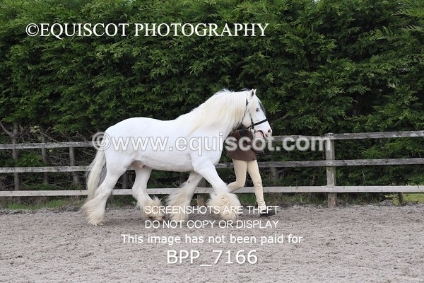 BPP_7166 - RING 1  (RIDDEN HORSES / IN HAND / VETERAN ETC)