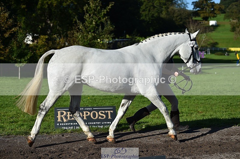 231022-110218-23677 - 509-WOODLANDS.SILVER.CLOUD-Karen.Cowling-TrotUp+SJ