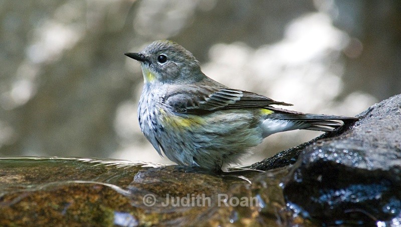 Yellow-rumped Warbler, bathing - Backyard Bathing Birds