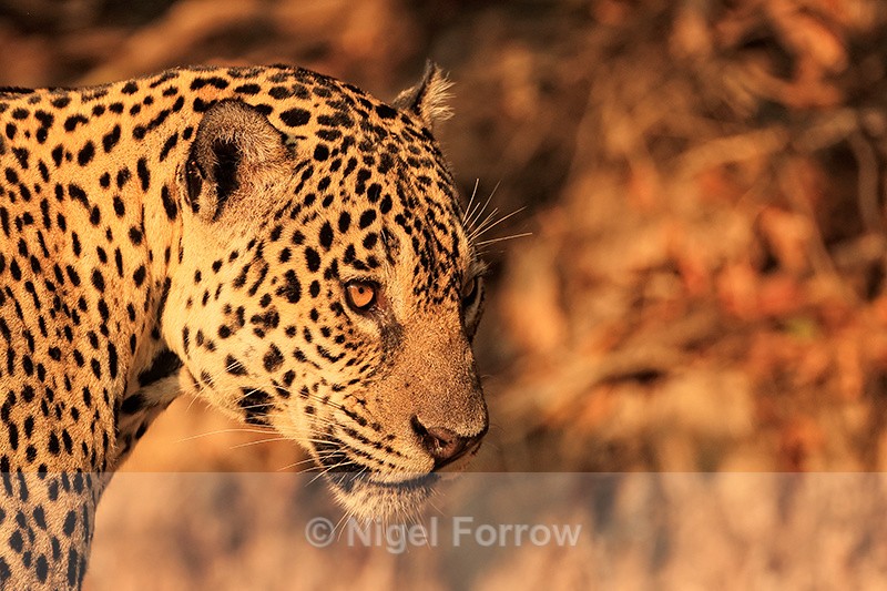 Female Jaguar head, side profile, Corixo Negro, Brazil - Jaguar