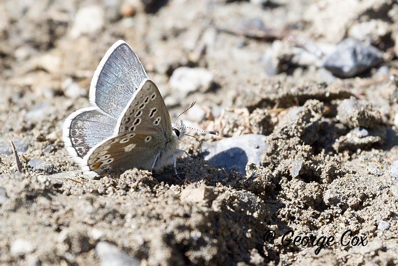 glandon blue pyrenees