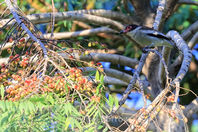 Masked Tityra (female), Osa Peninsula, Costa Rica - Masked Tityra