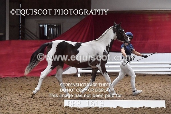 BPP_1619 - MORNING 9AM - 12PM