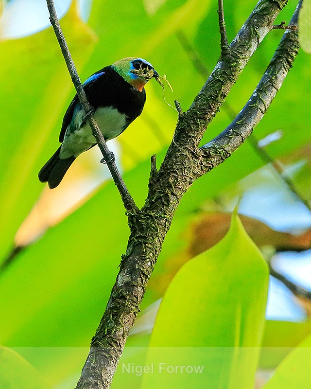 Golden-hooded Tanager with nest material, Costa Rica - Golden-hooded Tanager