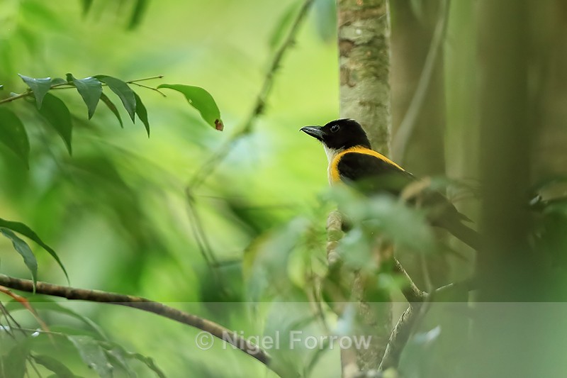 White-throated Shrike-Tanager (male), Costa Rica - White-throated Shrike-Tanager