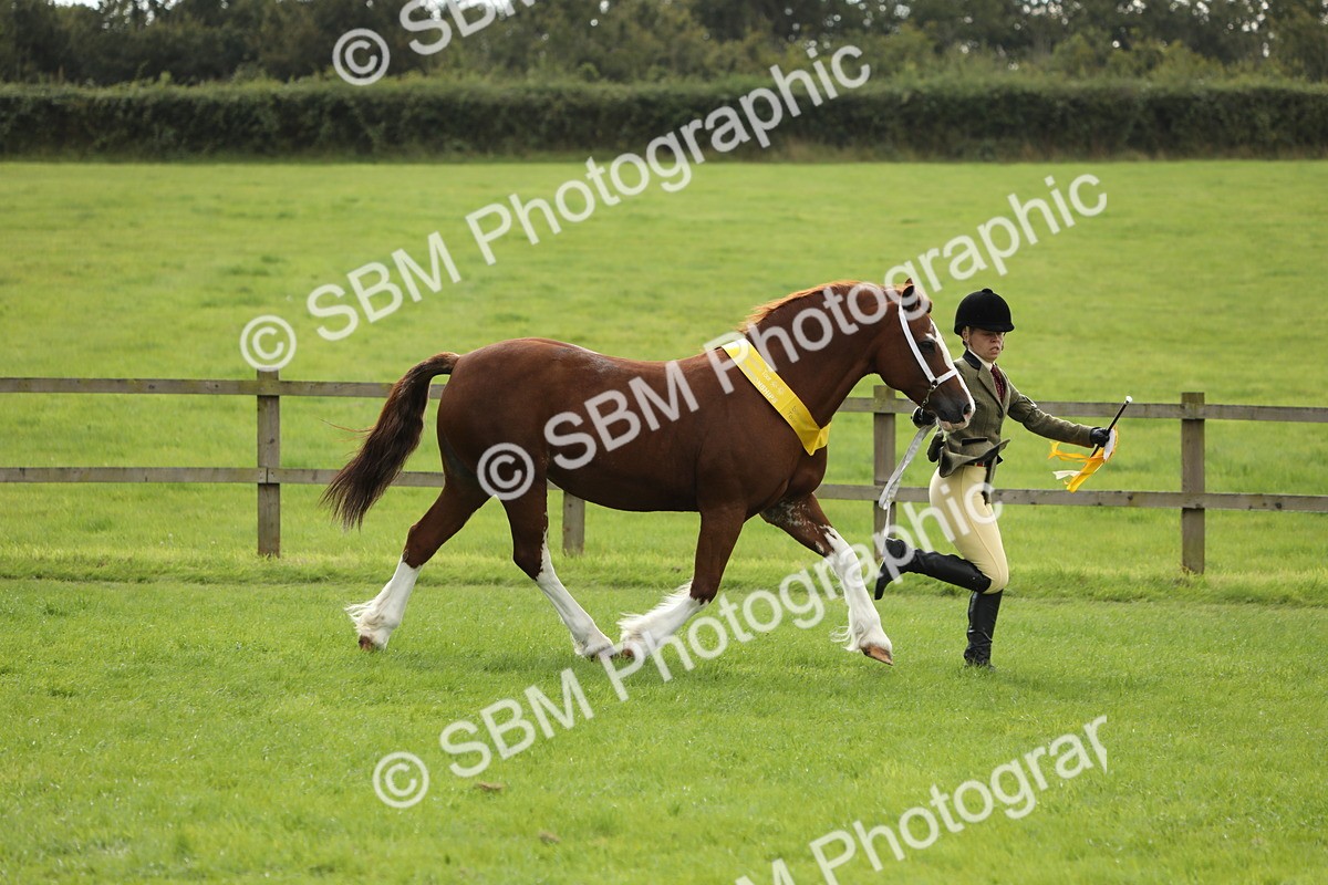 SBM_65557 - S47 - Mountain & Moorland In Hand Large Breeds