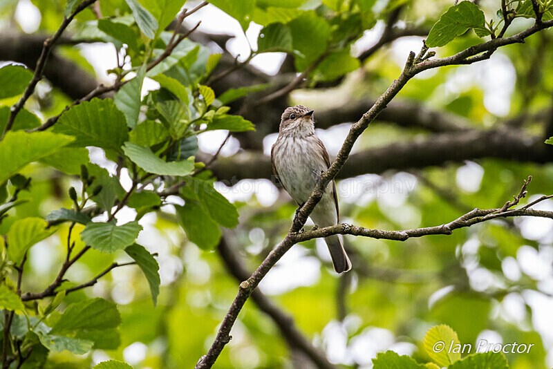 Spotted Flycatcher (Muscicapa striata) - Nature