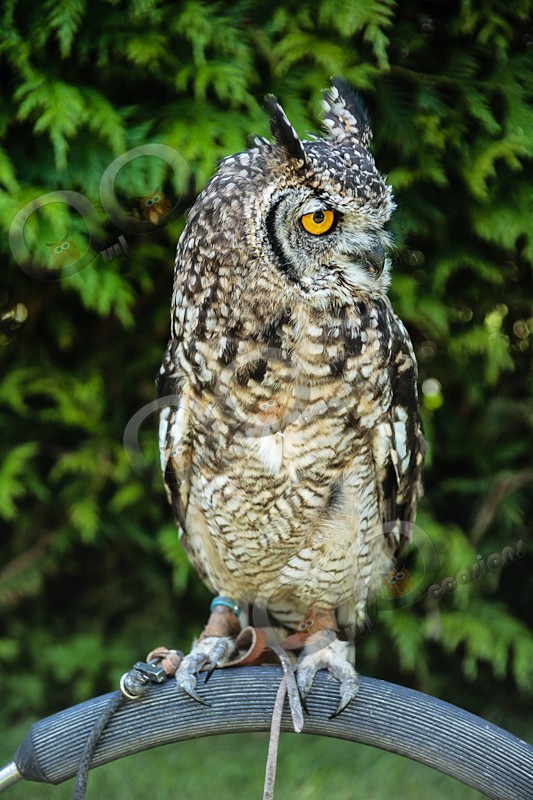 African Spotted Eagle owl Bubu - Our Birds