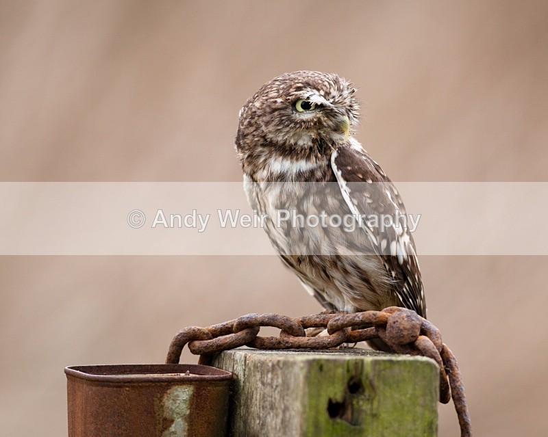 20110312-IMG_1276 - Little Owl