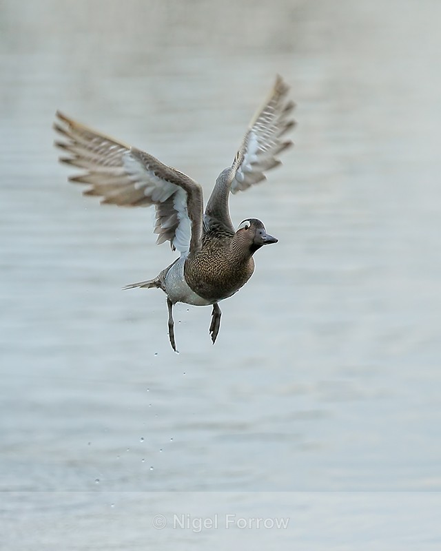 Garganey takes off, Stratfield Brake, Oxfordshire - Garganey