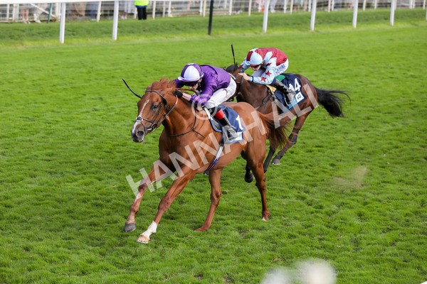 230824-Race 6-Angelo Buonarroti-8528 - Race 6 4.45pm British Stallion Studs EBF Convivial Maiden Stakes