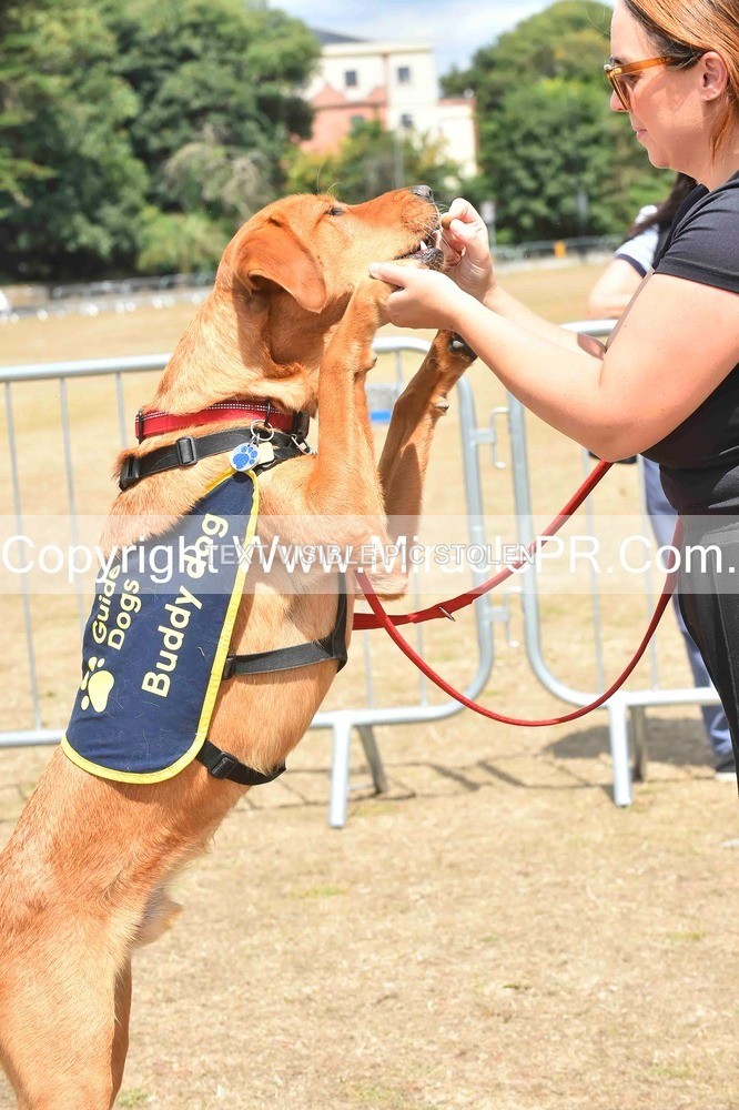 SH4_0226 - Dog show.