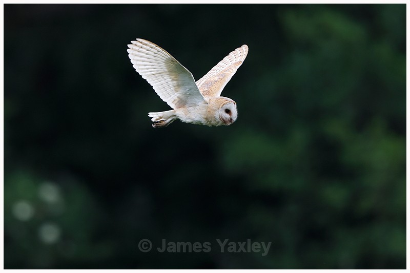 Barn Owl flying out of the Green Smokey Woods - Latest Work