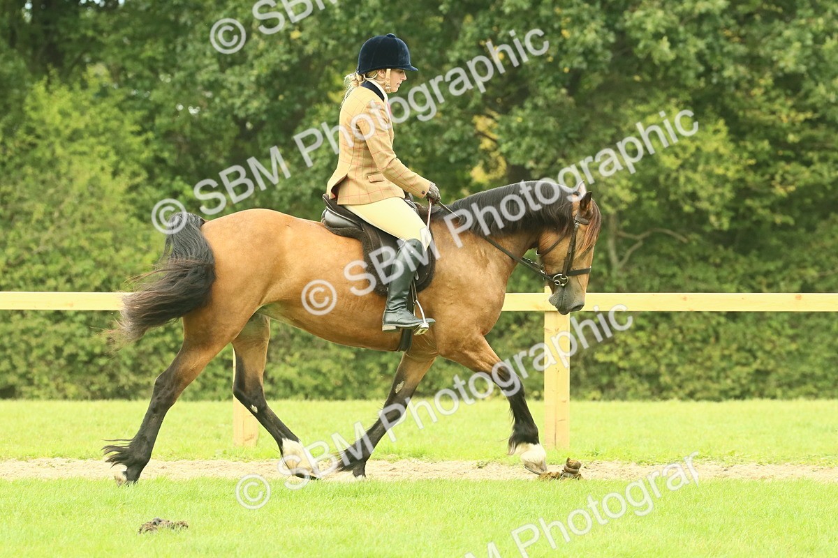 SBM_71867 - S60 - Mountain & Moorland Ridden Large Breeds