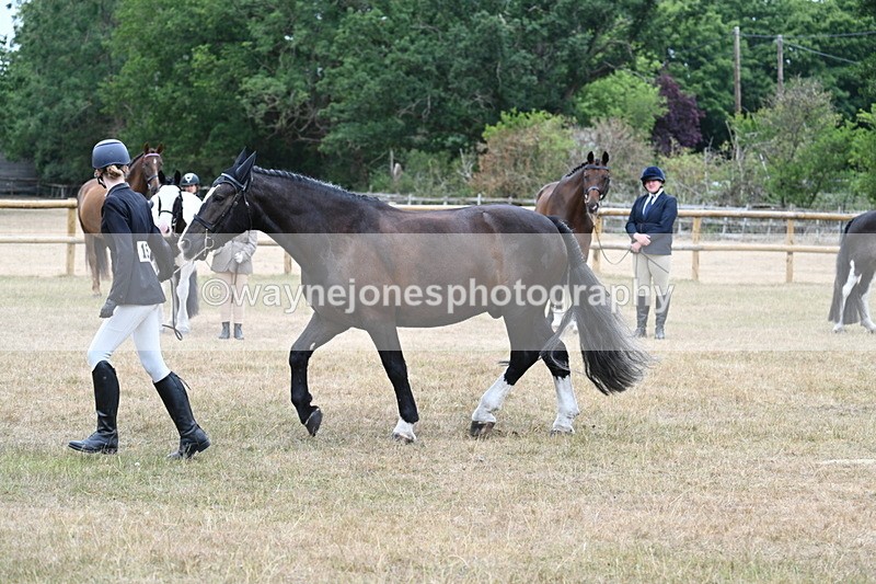 WJ7_0105 - Class 5a Most Handsome Gelding (above 14.2hh)