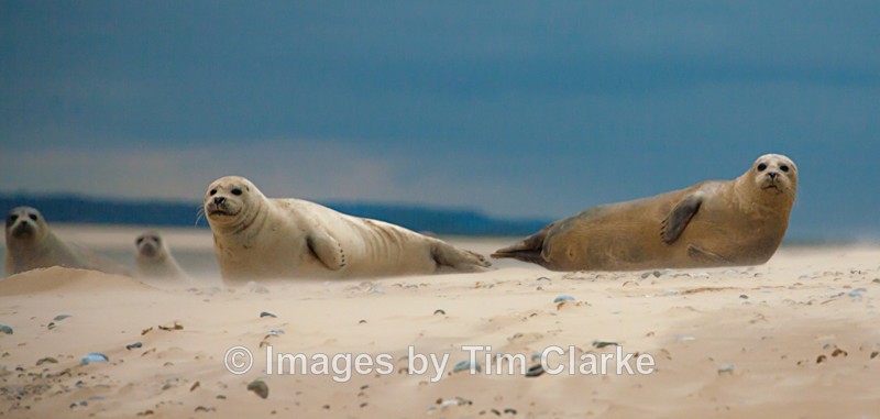 Blakeney Point Seals 7983 - Wildlife