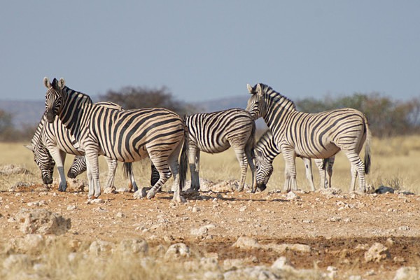  - African Journey
