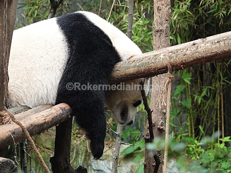 CHINA__0087 - China 2019