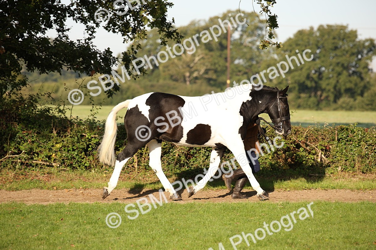 SBM_58666 - S51 - Piebald & Skewbald Horse In Hand