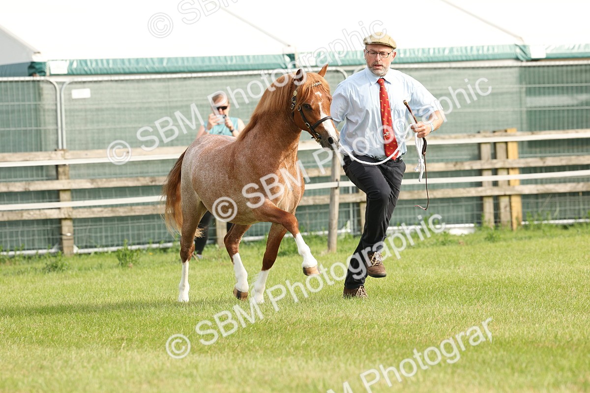 SBM_00432 - Class 6-13 - Mountatin and Moorland In Hand Welsh Breeds