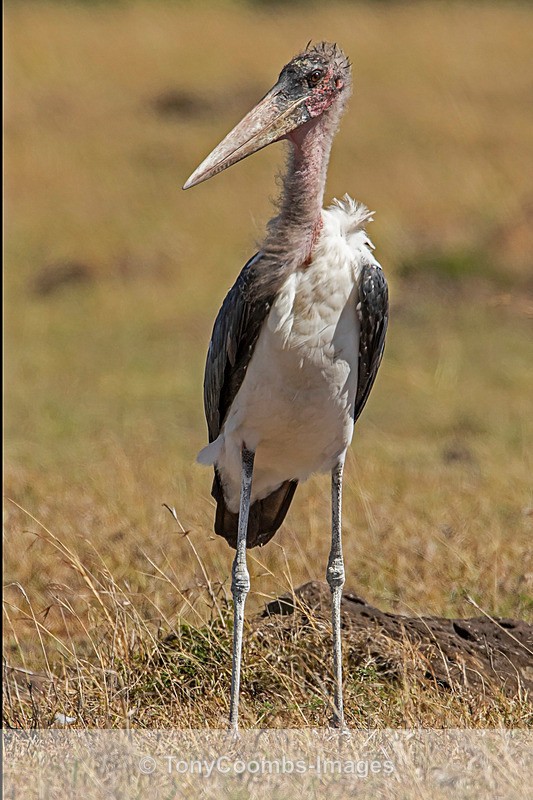 Marabou Stork - Mara North ~ Birds