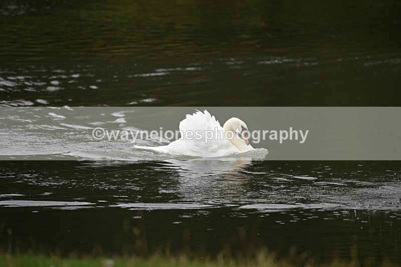 WJ7_7491 - Time at Water 10:28 to 11:05