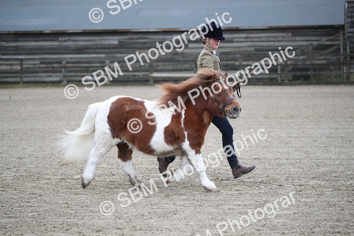 SBM_003927 - Class 1-4 - Young Stock classes Inc. In Hand Championship