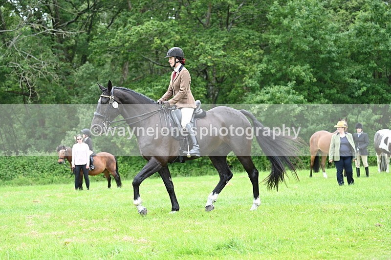 WJ7_4117 - Class 14A Handsome Gelding