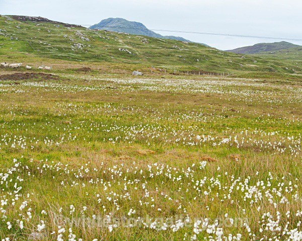 Fields of White, Uist - Scottish Highlands
