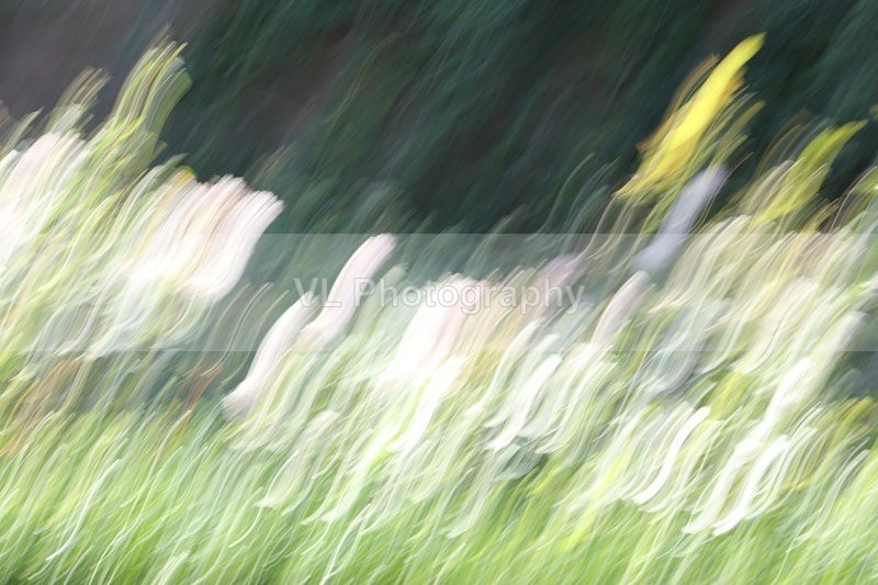 Mystery - ICM