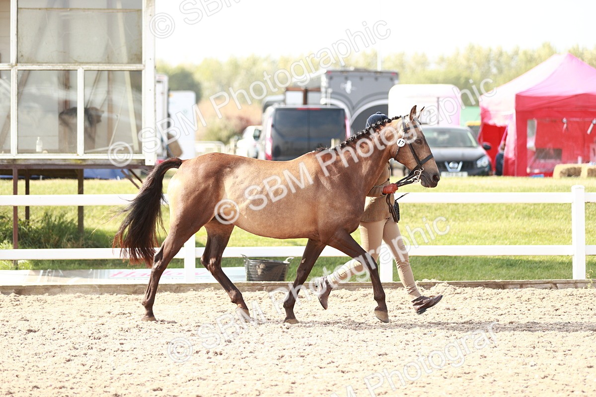 SBM_11049 - Class 205 IH Show Pony/ Show Hunter Pony