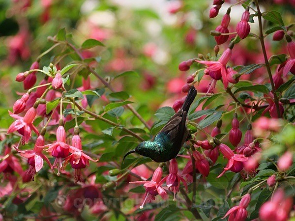 Male Sunbird in Kuhestan gardens 2022 - NEW GALLERY AS A SOUTH AFRICAN RESIDENT