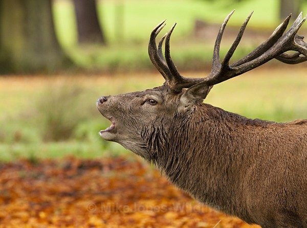 RED DEER ref rd 8b - RED DEER