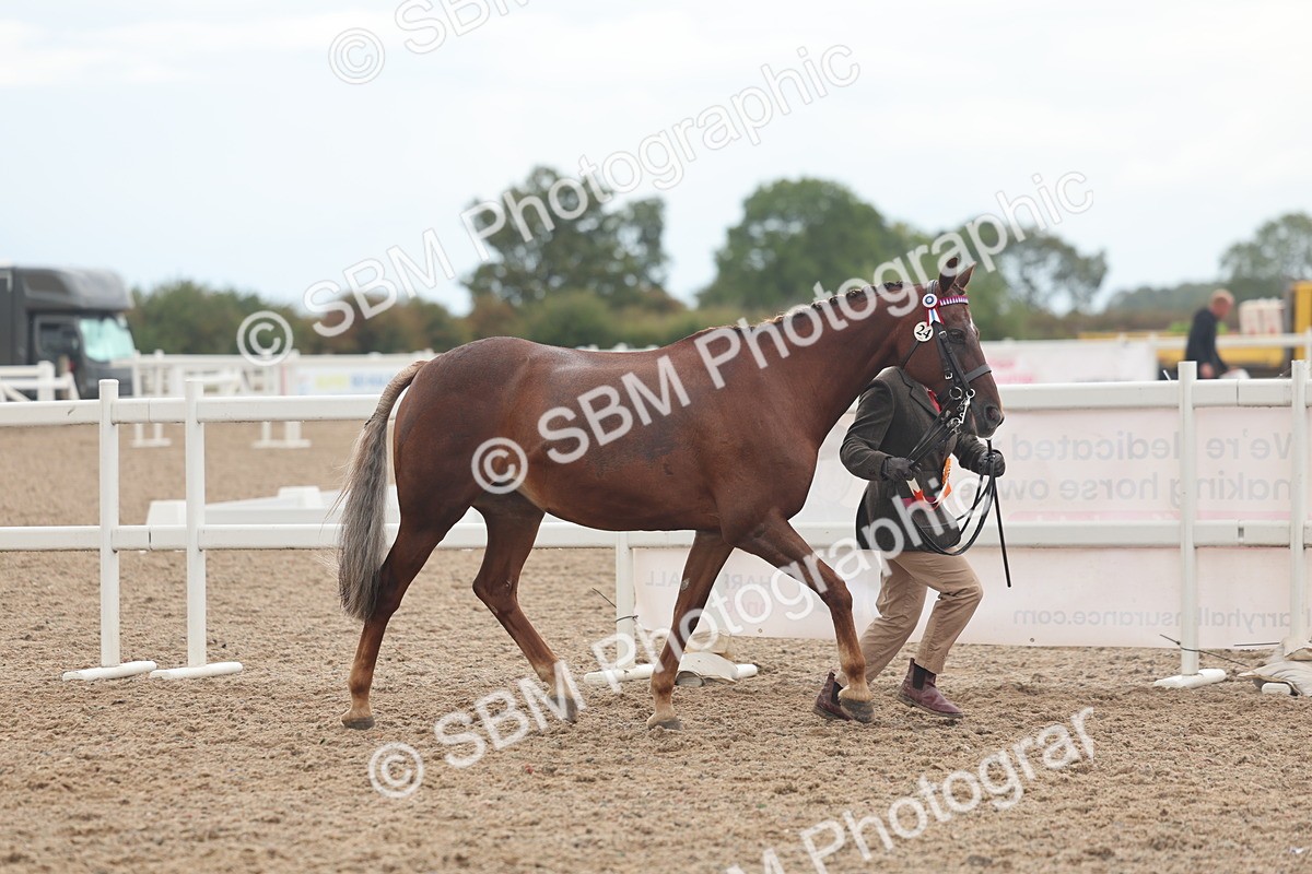 SBM_07853 - Class 27 - IH Competition Horse/Pony