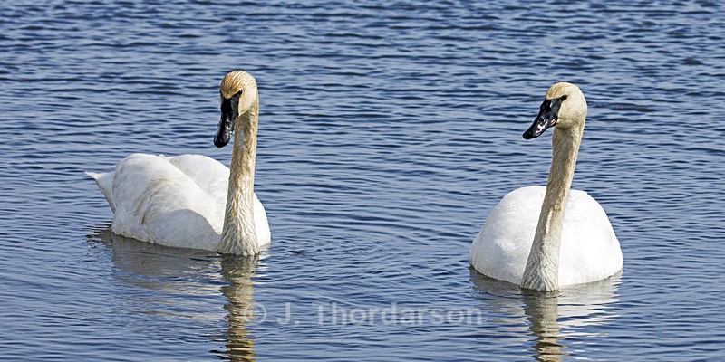  - Trumpeter Swans