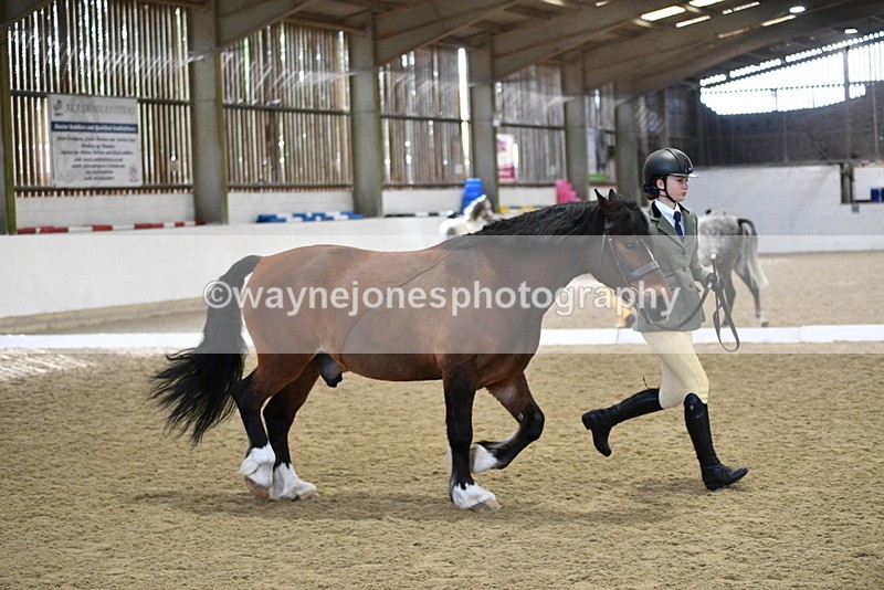 WJ5_4282 - Class 6 In hand M&M - Large Breeds