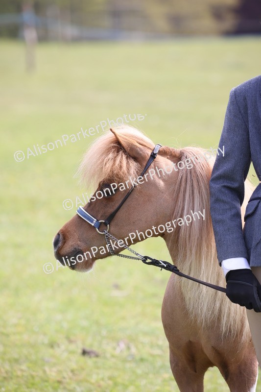 20260426-3239 - Class 26 - Shetland Ponies and Minitures