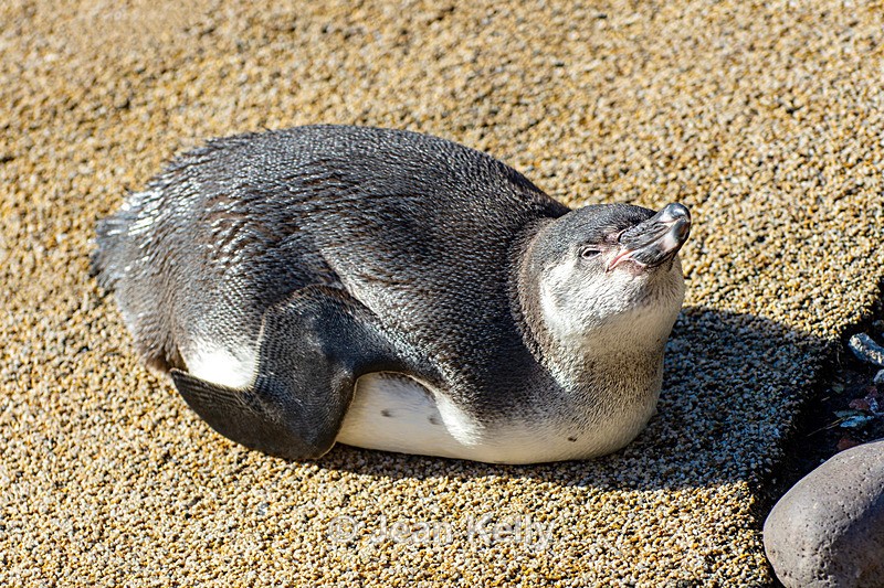 Humboldt Penguin - DSC_0827 - Birds