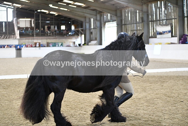 WJ5_4272 - Class 6 In hand M&M - Large Breeds