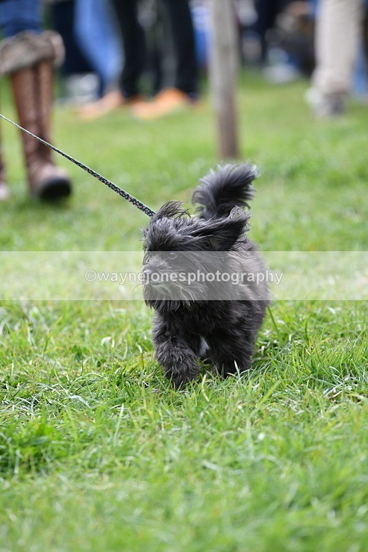 WJ5_9295 - Class 1 Best Cross Breed / Heniz 57