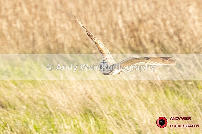 190328-untitled-8E0A4641 - Raptors