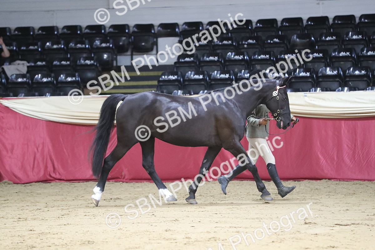 SBM_05033 - Class 8R- Regional -IH Veteran
