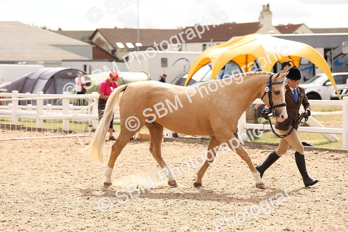 SBM_14658 - Class 208 - IH Veteran Horse