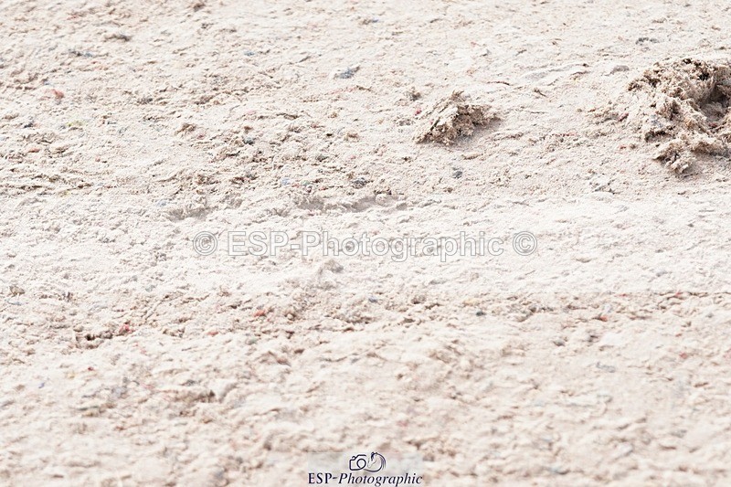 250425-094502-08347 - Cls 30 Young Horse 6yr old