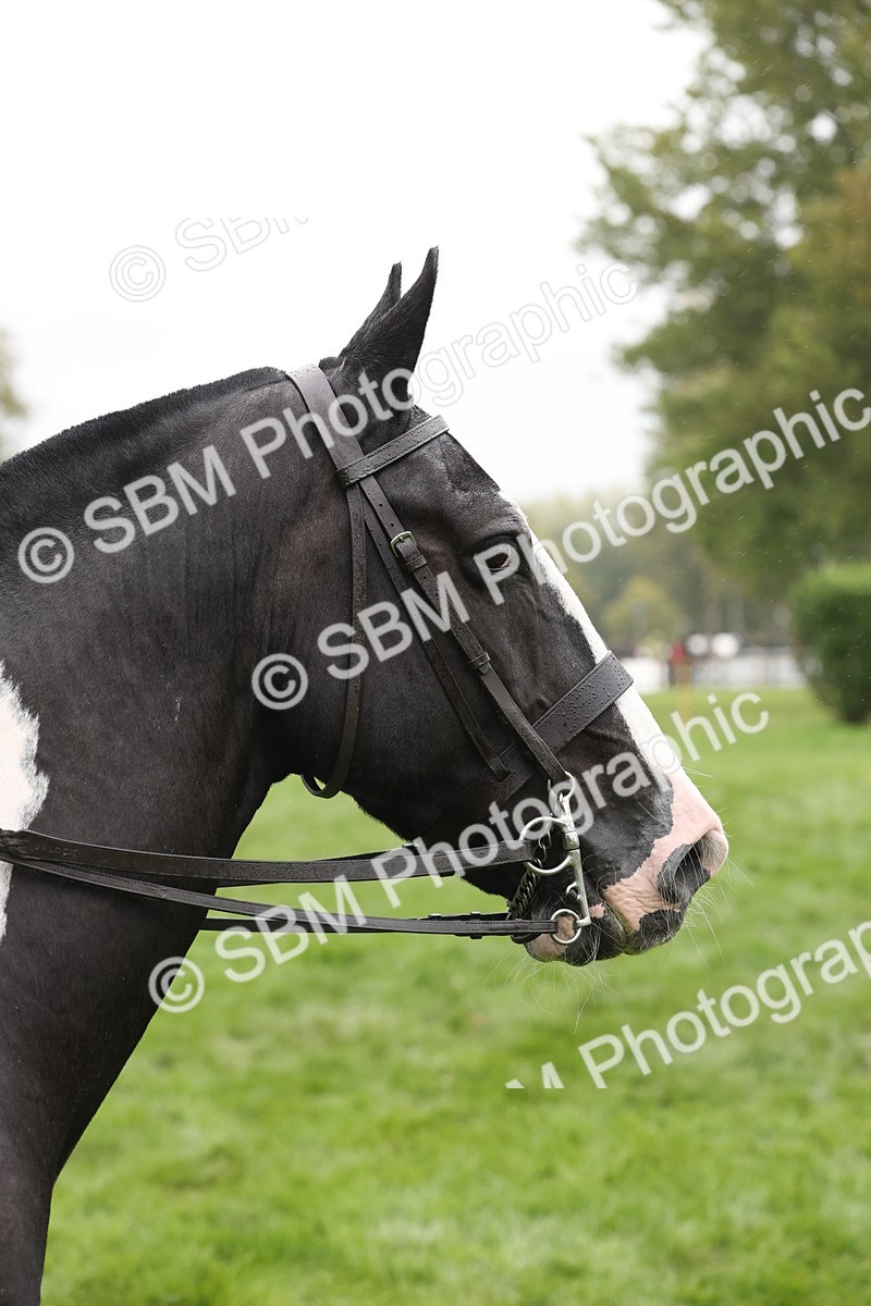 SBM_69849 - S69 - Show Cob Ridden