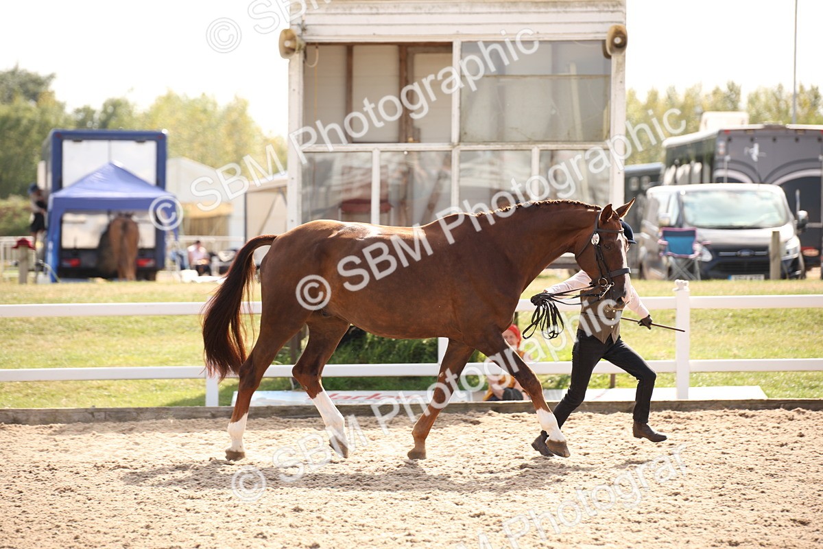 SBM_07055 - Class 25 IH Foreign Breeds- Pure bred
